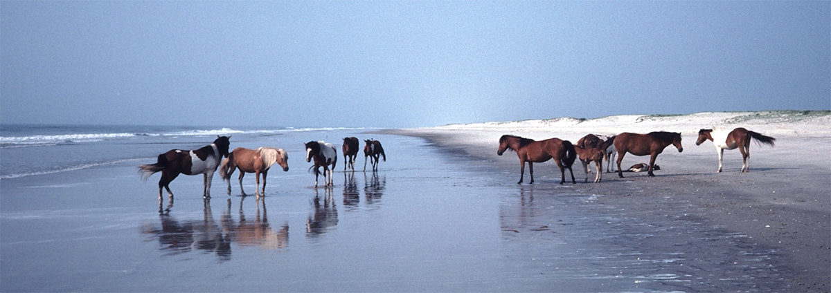 Assateague Island